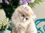Ceasar LA murr - British Shorthair Kitten For Sale - FL, US