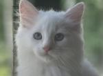 Channel's litter 2 - Siberian Cat For Sale - 