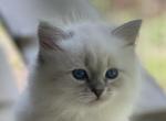 Rachelle's First Litter - Siberian Kitten For Sale - 