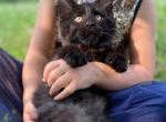 Shadow - Maine Coon Cat For Sale - Stevens, PA, US