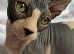 Mars - Bambino Cat For Sale - Brooklyn, NY, US