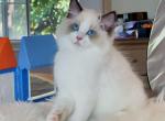 Perfect Seal Bicolor boy 3 mons - Ragdoll Cat For Sale - Fontana, CA, US