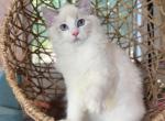 999 Blue Lynx bicolor  boy - Ragdoll Cat For Sale - Fontana, CA, US