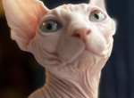 Don - Sphynx Cat For Sale - Brooklyn, NY, US