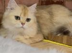 ADOPTION  British Long hair Girl 1 yr - British Shorthair Cat For Sale - Fontana, CA, US