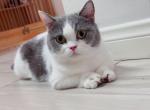 ADOPTION Munchikin Girl Blue white - Munchkin Cat For Sale - Fontana, CA, US