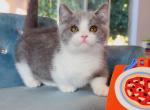 Blue white Munchikin Boy - Munchkin Cat For Sale - Fontana, CA, US