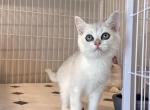 BSH silver Girl  850 - British Shorthair Cat For Sale - Fontana, CA, US