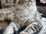 Maggie Mae - Maine Coon Cat For Sale - Hobbs, NM, US