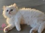 Olaf - British Shorthair Cat For Sale - Jacksonville, FL, US