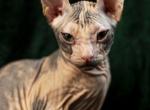 Miriam - Sphynx Cat For Sale - Norwalk, CT, US