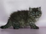 Baloo - Siberian Cat For Sale - Miami, FL, US