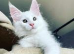 Infinity - Maine Coon Cat For Sale - Hollywood, FL, US