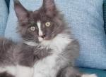 Ulf - Maine Coon Cat For Sale - Hollywood, FL, US