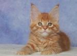 Hyeon Woon - Maine Coon Cat For Sale - Hollywood, FL, US