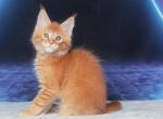 Ha Neul Polydactyl - Maine Coon Cat For Sale - Hollywood, FL, US