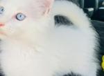 Litter S - Maine Coon Cat For Sale - 