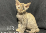 Issabella Reserved - Devon Rex Cat For Sale - Ottawa, KS, US