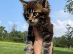 Tabby - Maine Coon Kitten For Sale - Stevens, PA, US