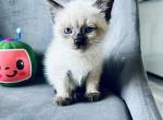 cesar - Siamese Cat For Sale - Mount Prospect, IL, US