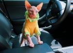 Fluffy adorable Sphynx boy - Sphynx Cat For Sale - State College, PA, US