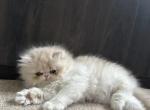 Carmel - Persian Cat For Adoption - Edgewood, WA, US