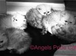 Queen Saharas fab 5 - Persian Cat For Sale - Nashville, TN, US