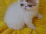 Princeton - Exotic Cat For Sale - Lemont, IL, US