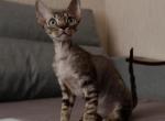 Samurai - Devon Rex Cat For Sale - Brooklyn, NY, US