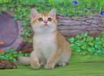Cabina - British Shorthair Cat For Sale - Brooklyn, NY, US