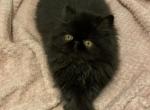 Black beauty - Persian Cat For Sale - MN, US