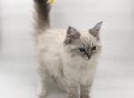 Miley - Siberian Cat For Sale - North Port, FL, US