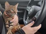 Bengal kitten - Bengal Cat For Sale - Haverstraw, NY, US