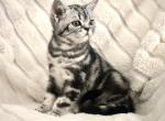 Ben - British Shorthair Cat For Sale - Battle Ground, WA, US