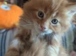 Maine Coon Kittens Red Tabby - Maine Coon Cat For Sale - Waukesha, WI, US