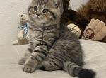 Scotti - Scottish Fold Cat For Sale - Tukwila, WA, US