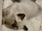 Big Boy - Ragdoll Cat For Sale - Chambersburg, PA, US