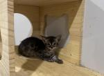 MySunShines - Bengal Kitten For Sale - Newark, NJ, US