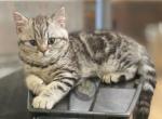 Ursula - British Shorthair Cat For Sale - Appomattox, VA, US