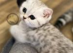 Vicky - British Shorthair Cat For Sale - Appomattox, VA, US