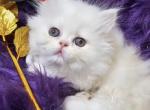 Lex Petit Doll Face Male - Persian Cat For Sale - Tampa, FL, US