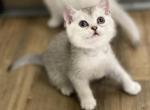 Wally - British Shorthair Cat For Sale - Appomattox, VA, US