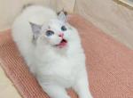 winner - Ragdoll Cat For Sale - Los Angeles, CA, US