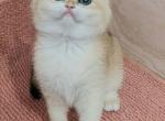 cutie - British Shorthair Cat For Sale - Los Angeles, CA, US