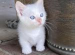 Tippy - Munchkin Cat For Sale - Vicksburg, MS, US