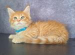 Hudson - Maine Coon Cat For Sale - Staten Island, NY, US