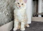 Abbeg Happy House - Maine Coon Cat For Sale - Brooklyn, NY, US