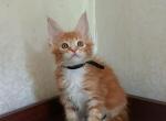 Indiana Jones - Maine Coon Cat For Sale - Brooklyn, NY, US