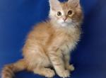 Irbis - Maine Coon Cat For Sale - Brooklyn, NY, US