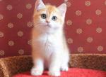 Lev - British Shorthair Cat For Sale - Los Angeles, CA, US